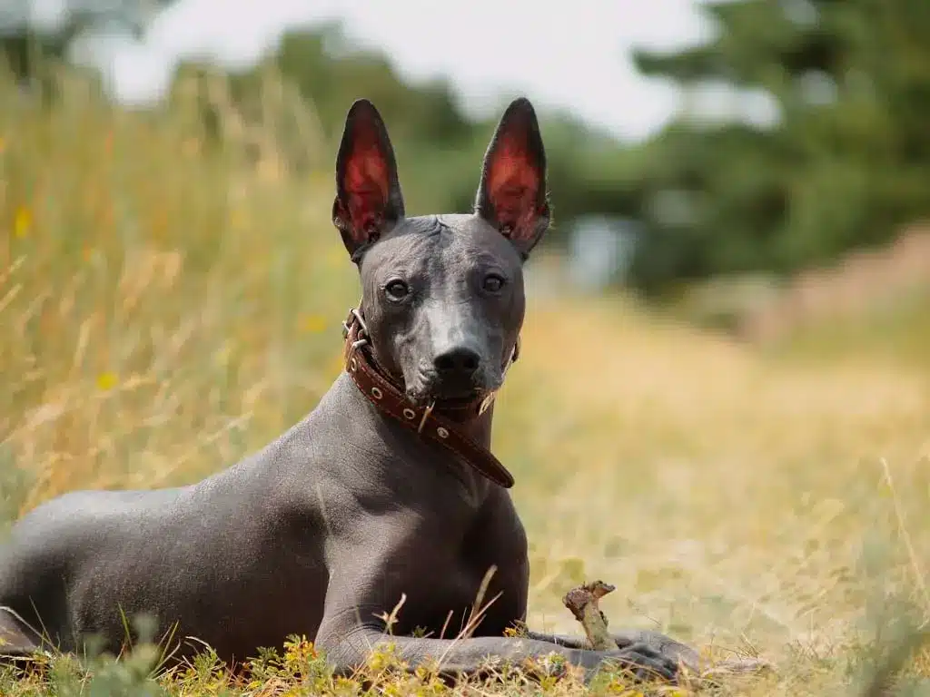 Xoloitzcuintli Xoloitzcuintli