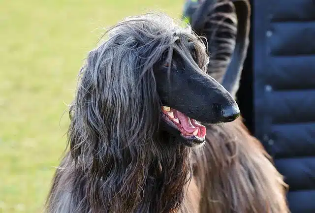 afghan hound Afghan Hound