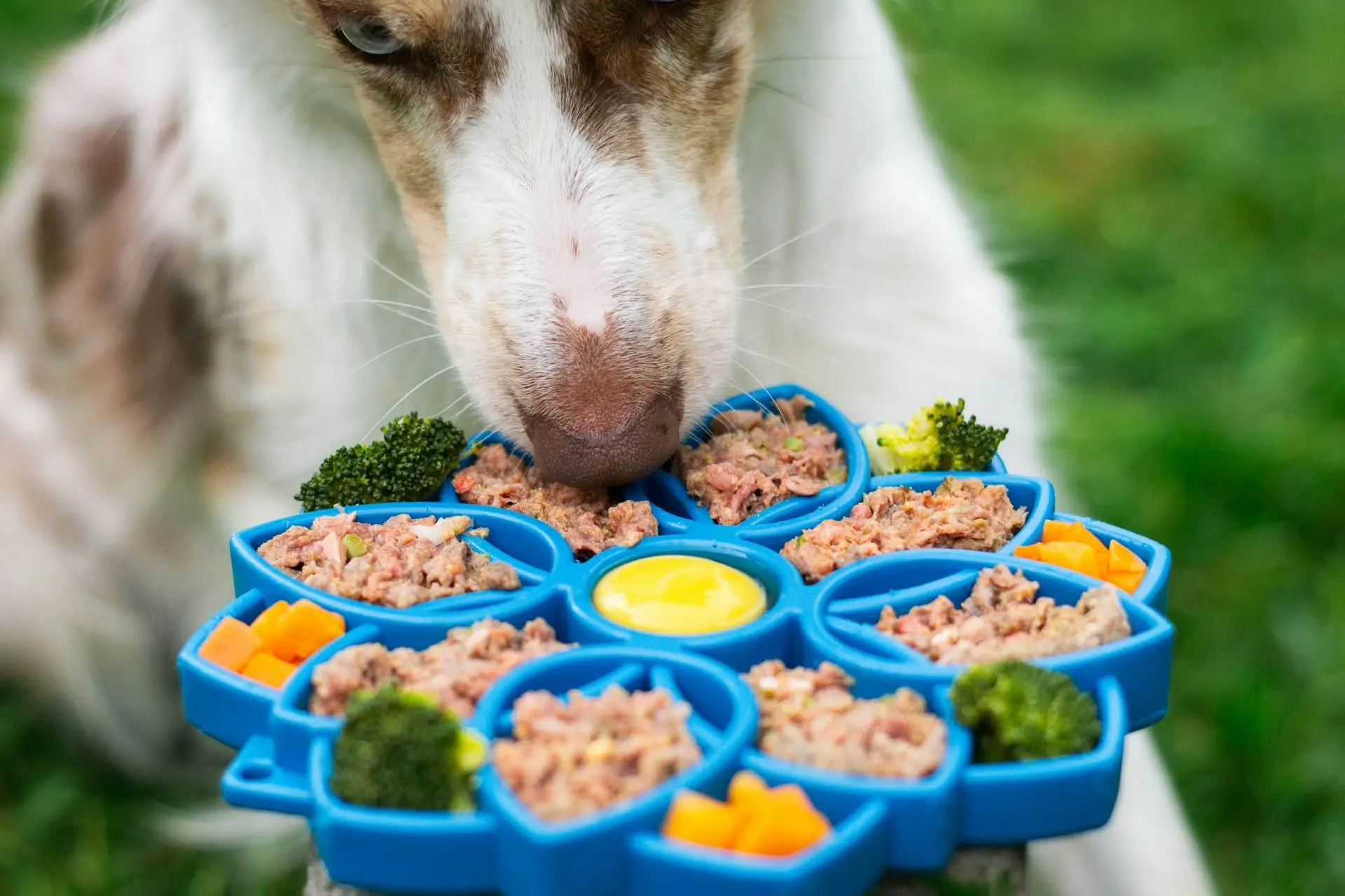 best raw dog food