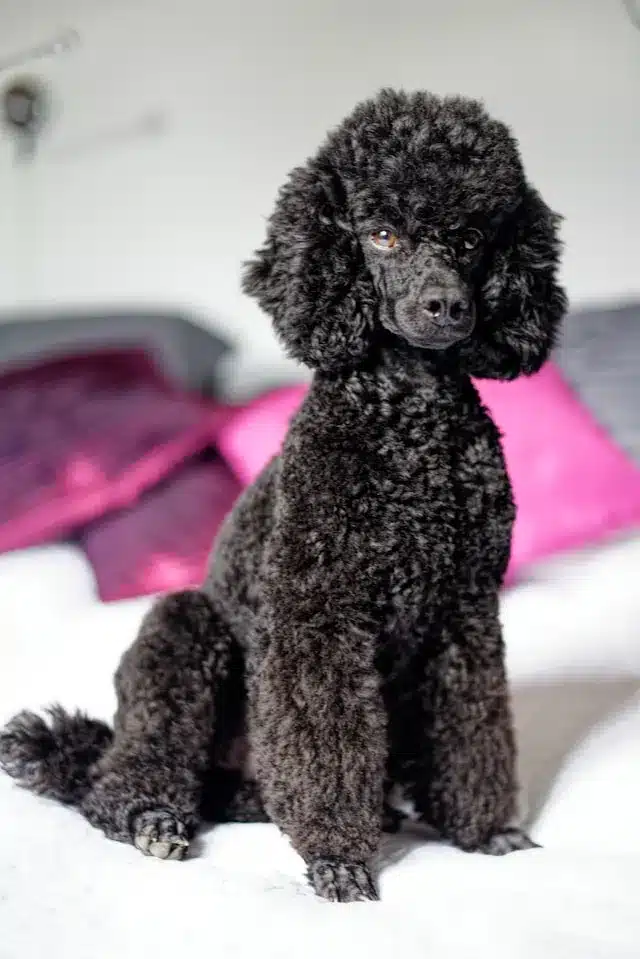 poodle poodle