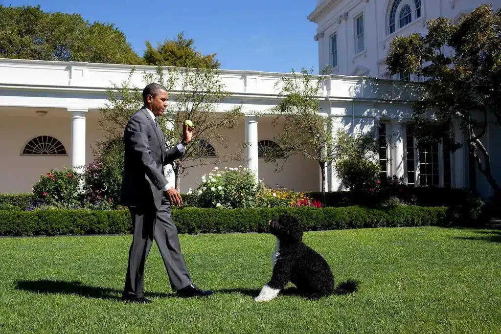 president obama portuguese water dog