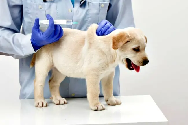 Puppy vaccination schedule