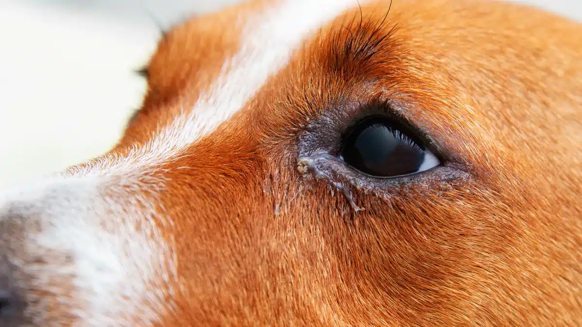Dog eye discharge