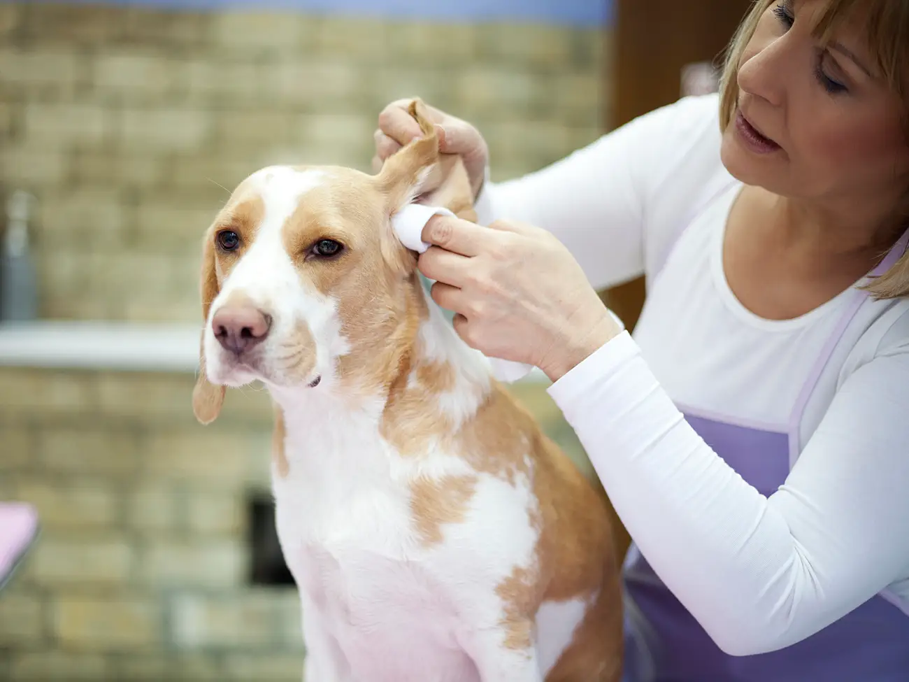dog ear cleaning solution