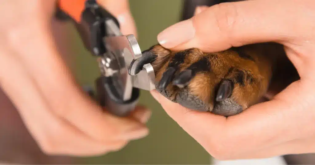 how to trim dog nails how to trim dog nails