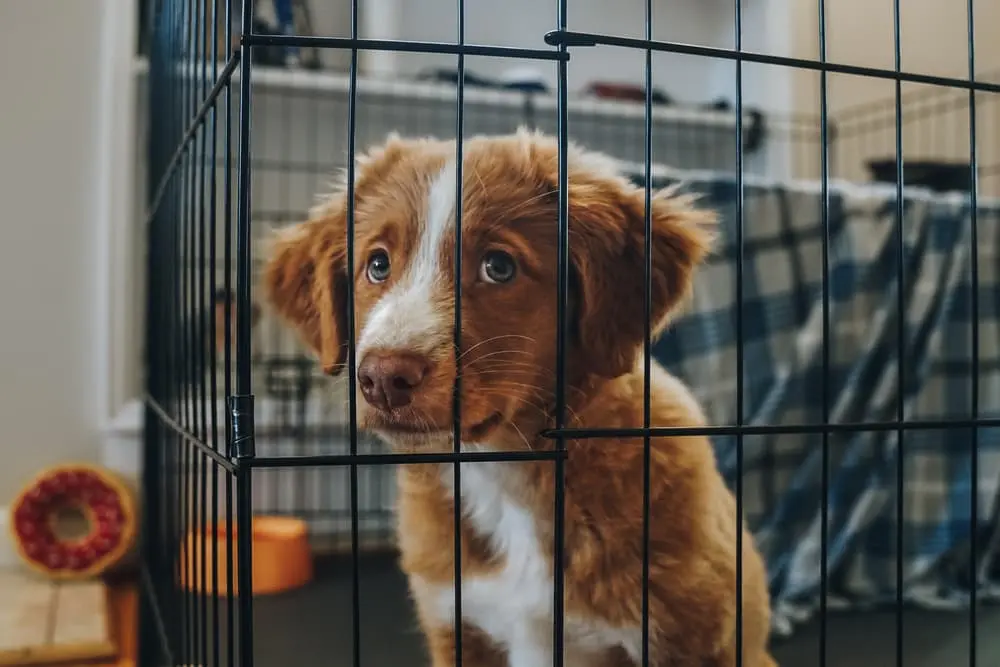 puppy whining in crate