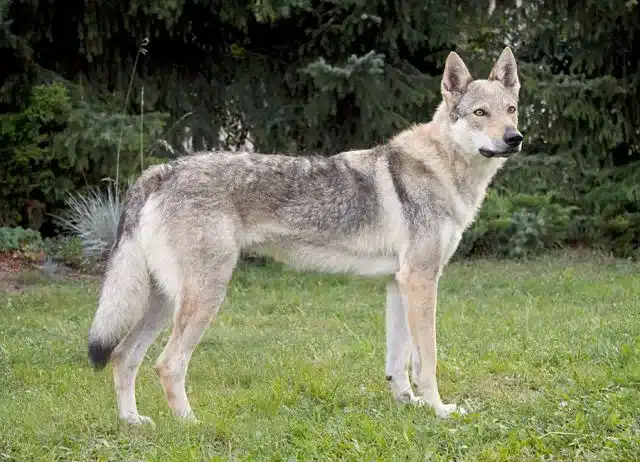 Czechoslovakian Vlčák