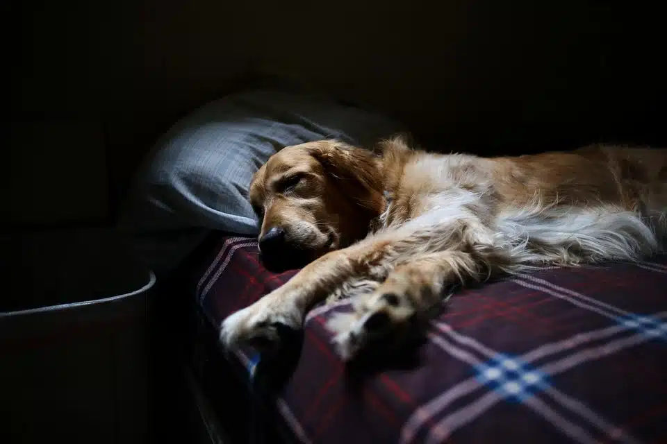 Dog Panting at Night