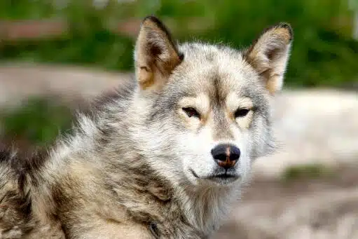 Greenland Dog