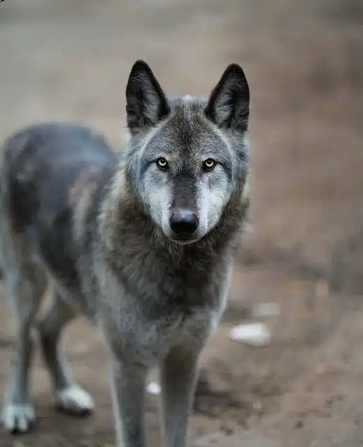 Saarloos Wolfdog