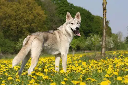 Tamaskan