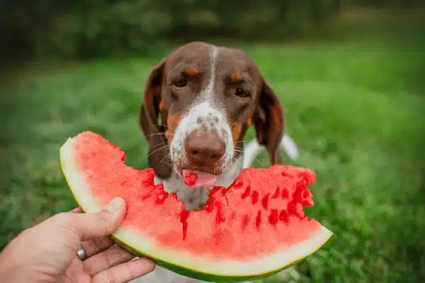 can dogs eat watermelon