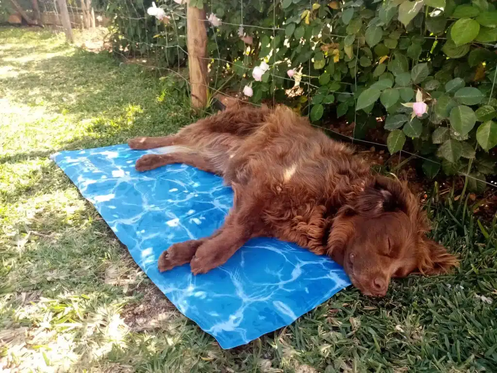 cooling mat for dogs