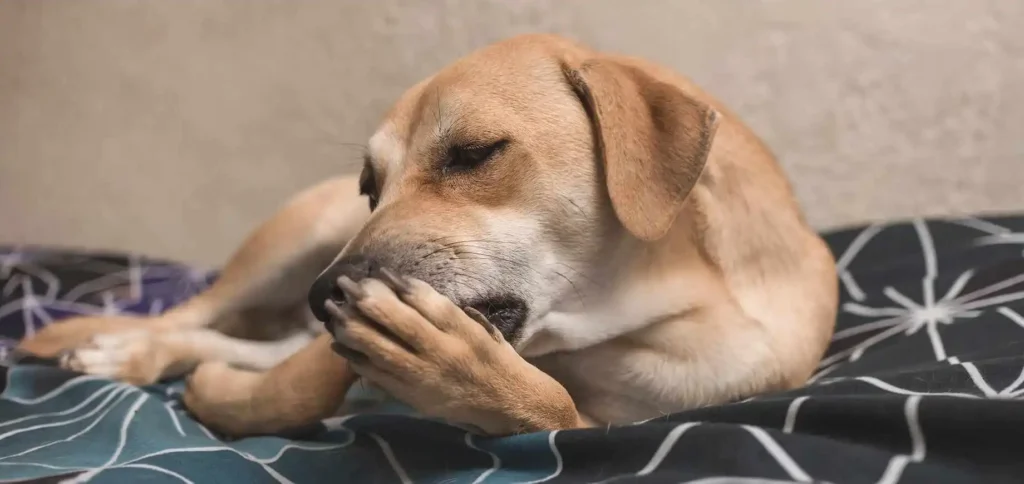 dog constantly licking paws