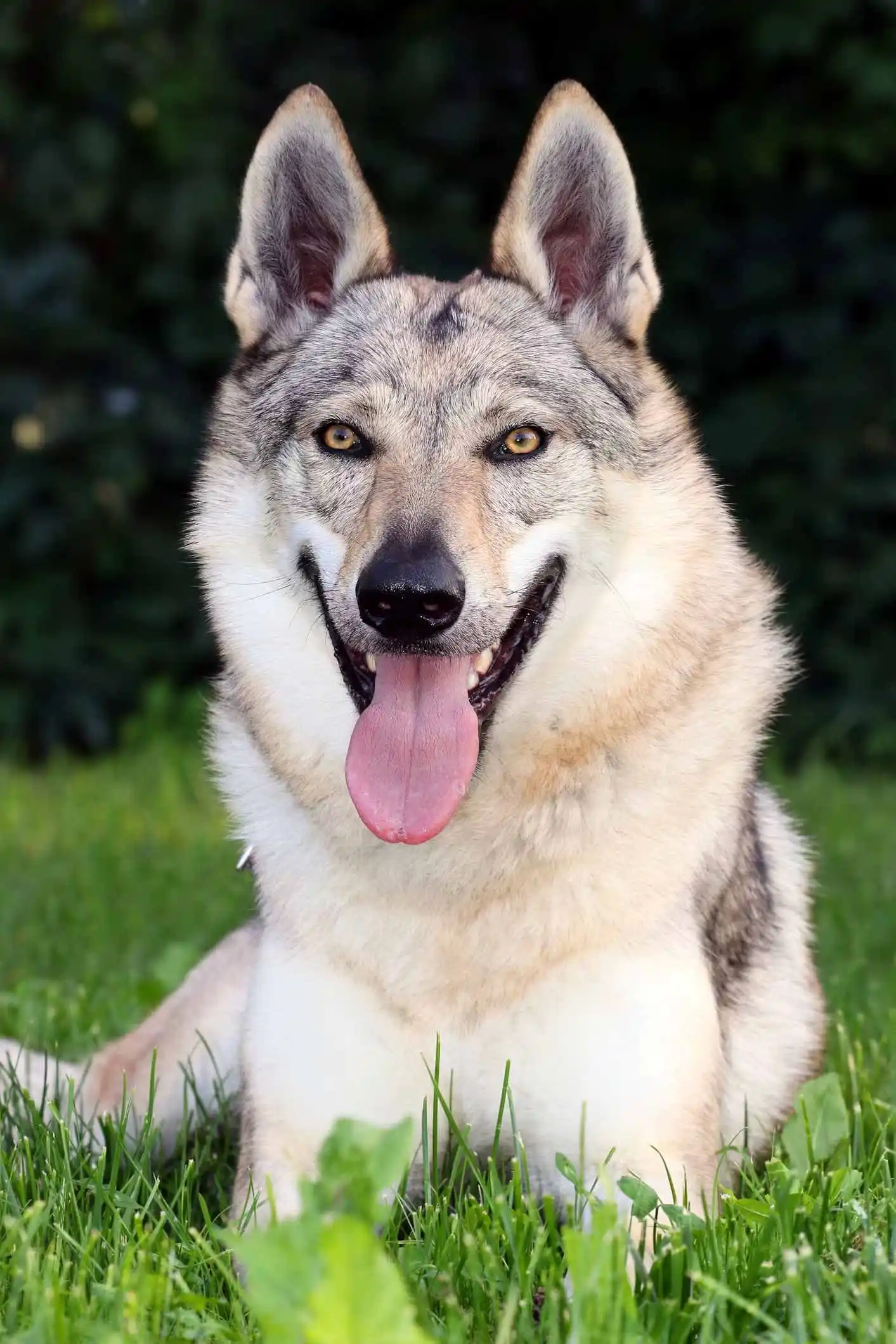 dogs that look like wolves