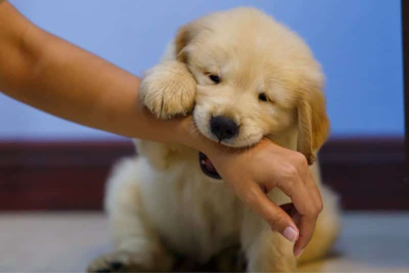 my puppy won't stop biting me i've tried everything