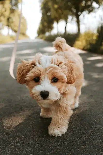 leash training a puppy