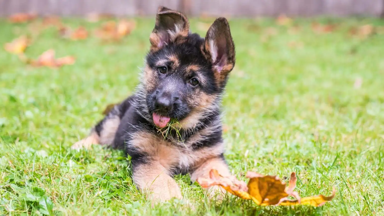 puppy outside