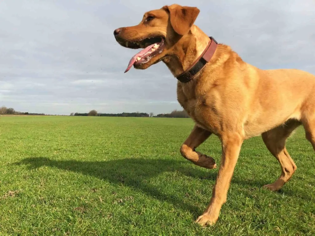 dog limping dog limping