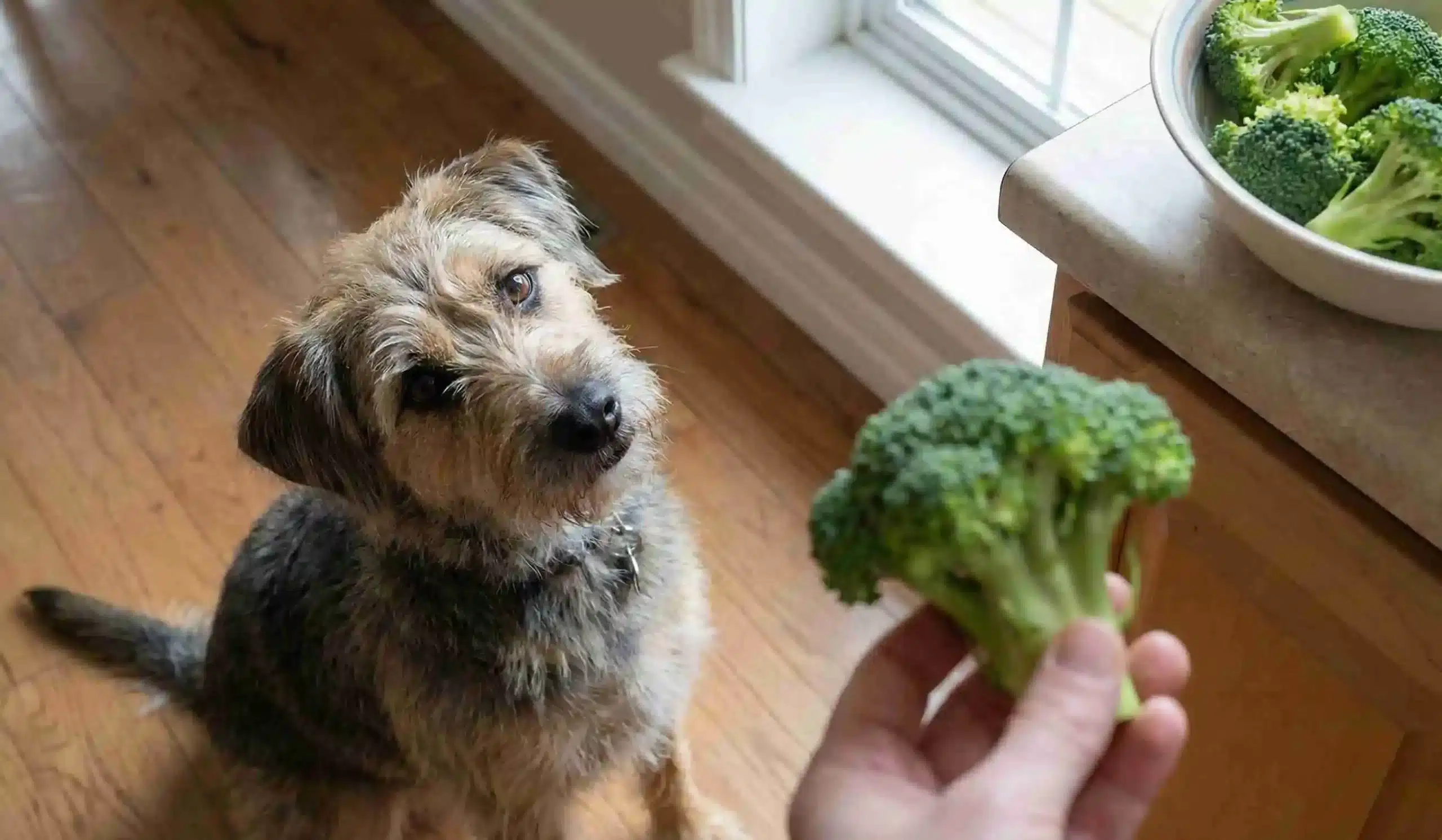 a dog looking at a broccoli