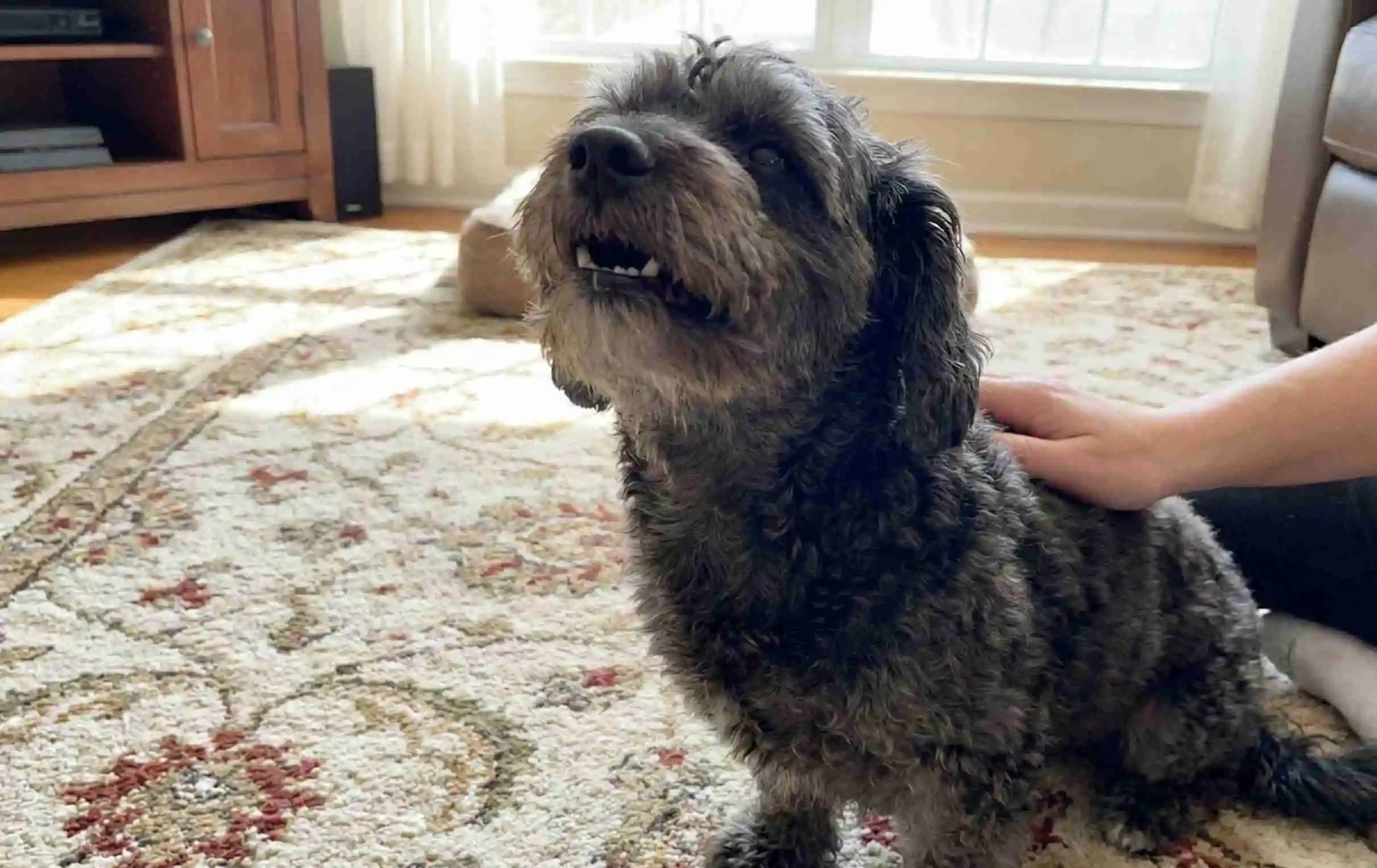 a dog looking up at something