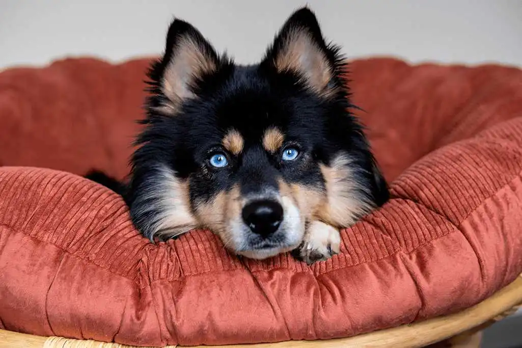 a dog lying on a pillow