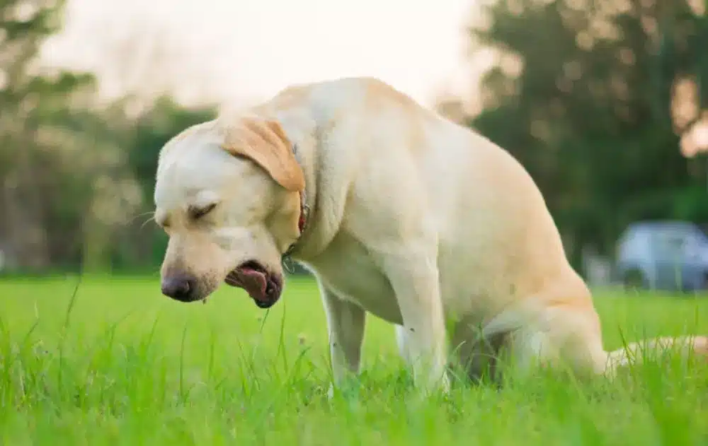 Dog dry heaving in grassy field