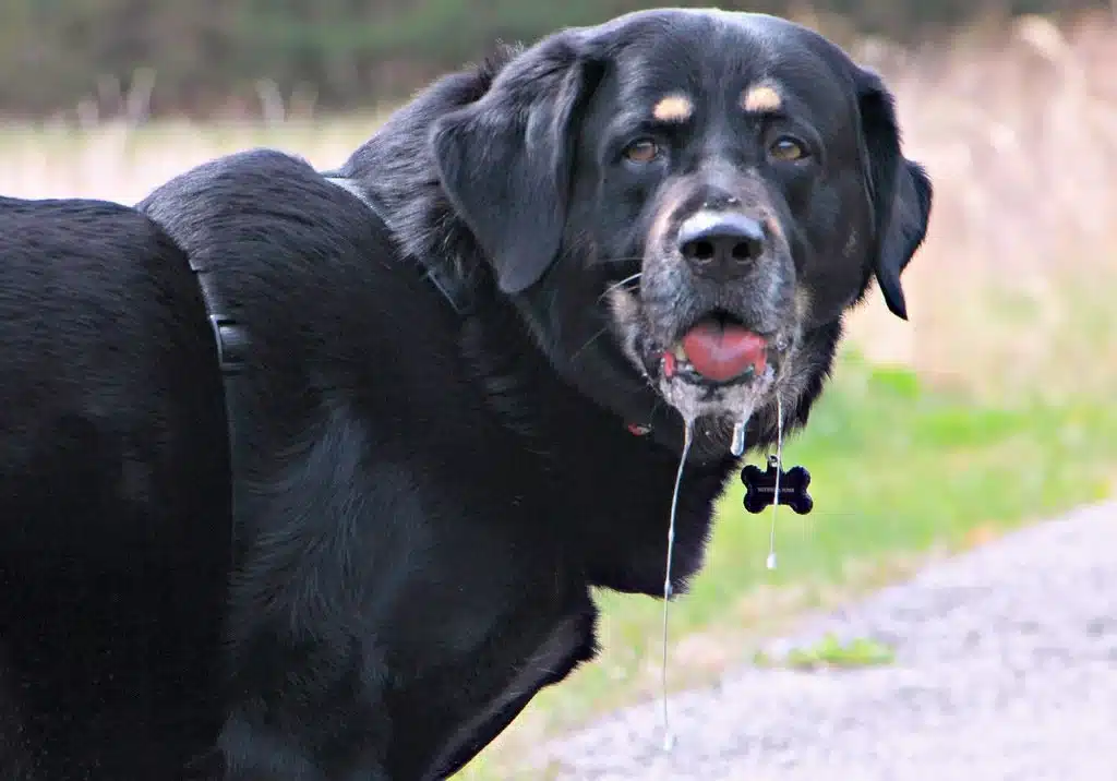 Black dog with drooling mouth
