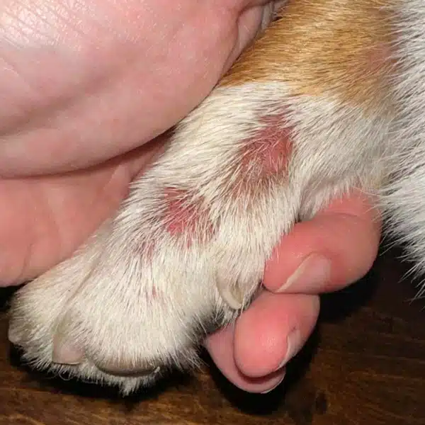 Dog paw with red, irritated hot spots