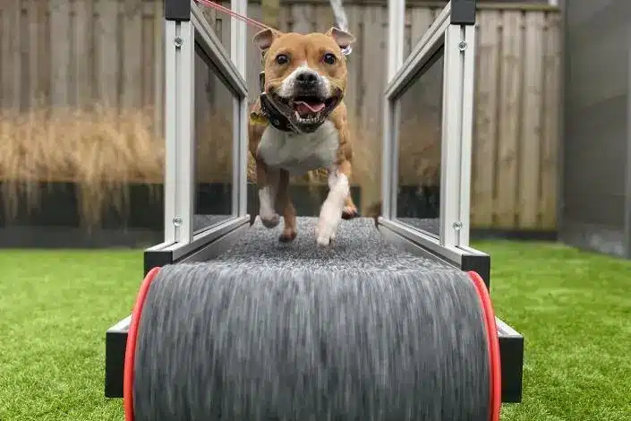 Dog running in Treadmill