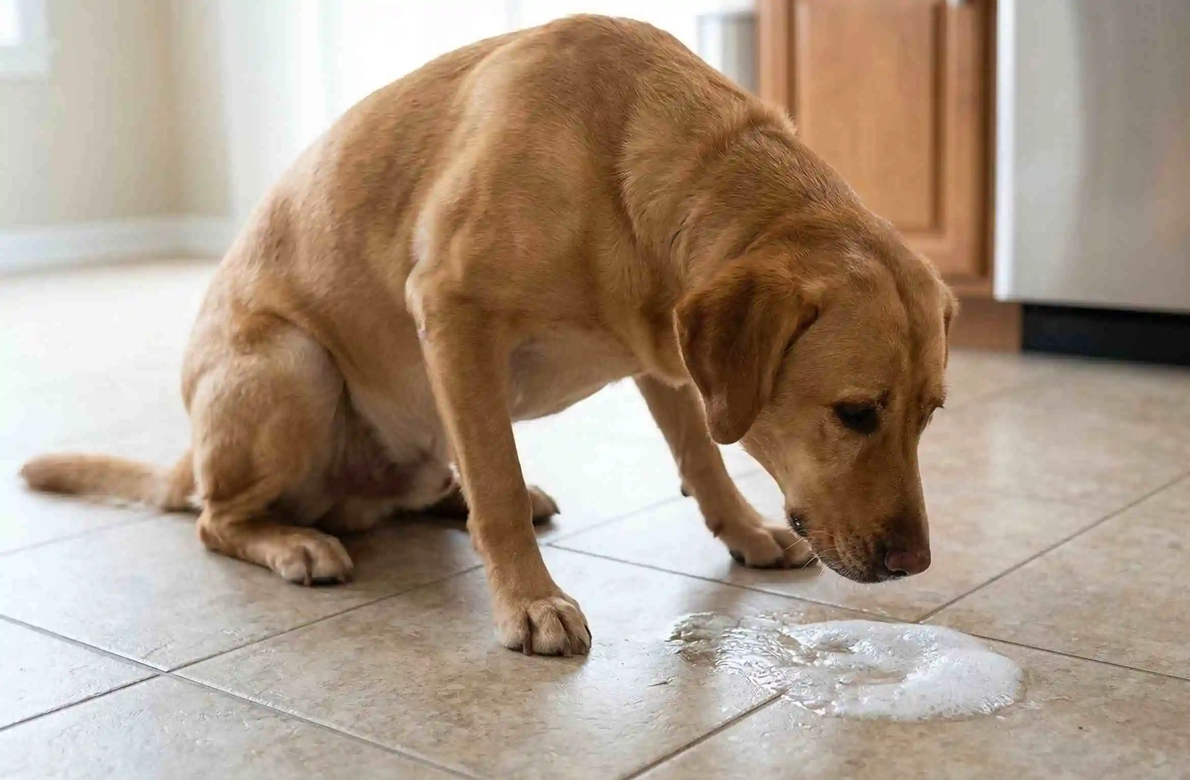 dog vomiting white foam