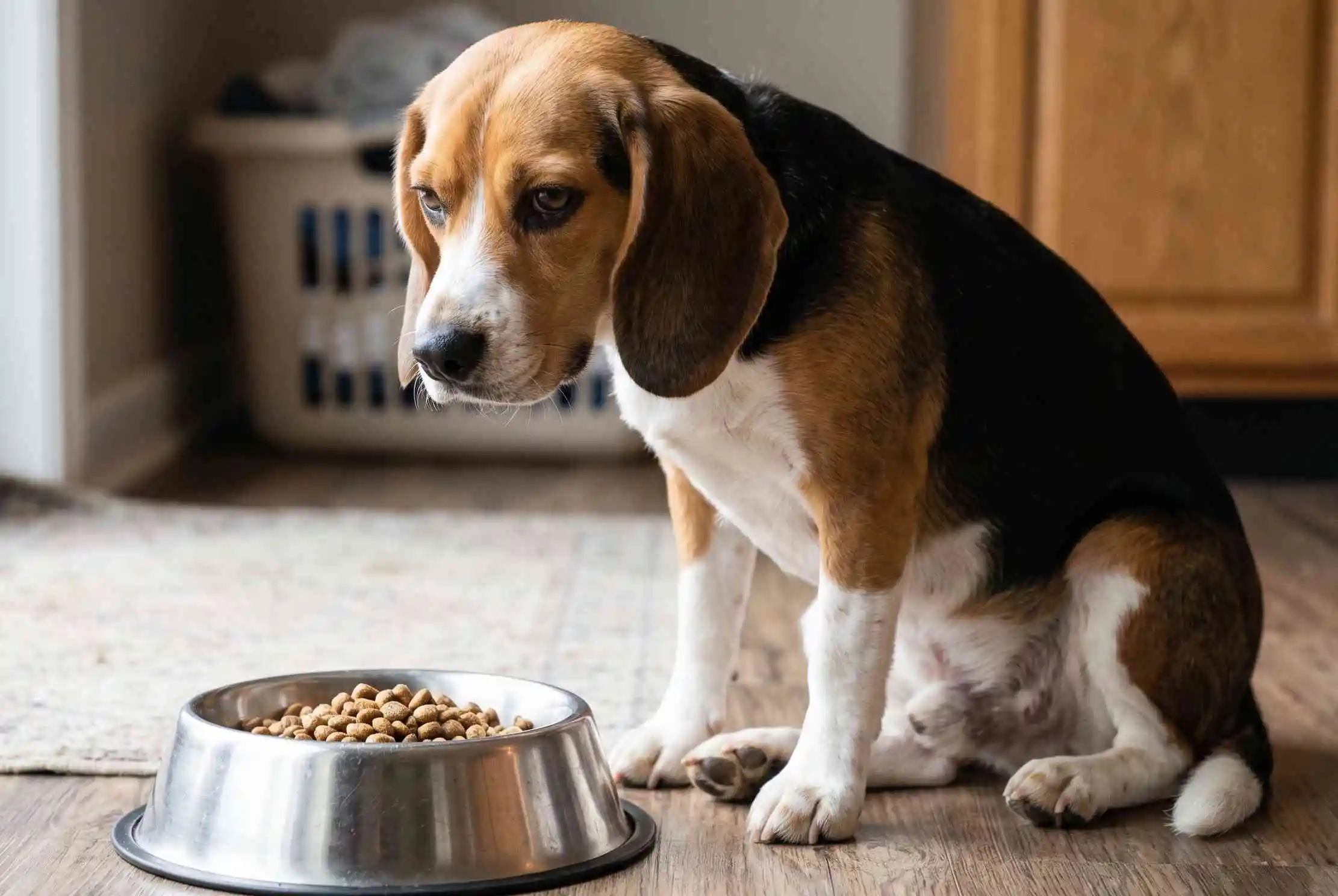 dog not eating