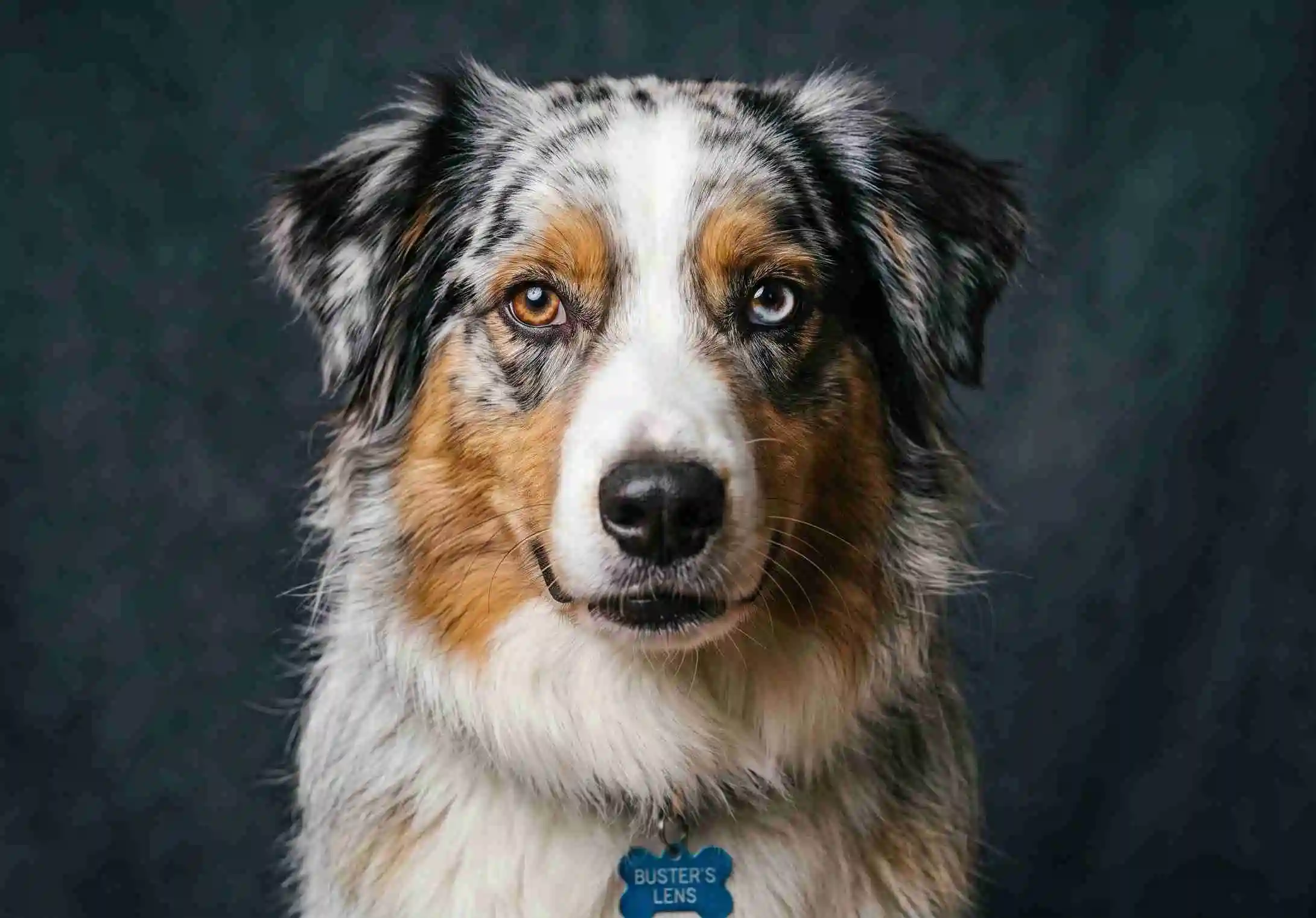 best dewormer for dogs