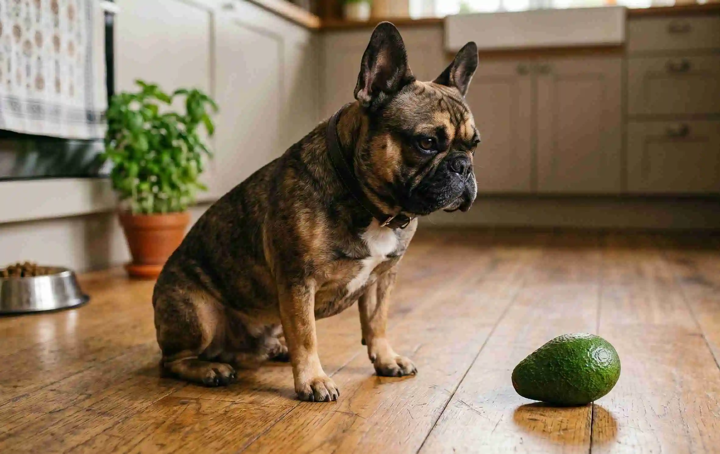 can dogs eat avocado