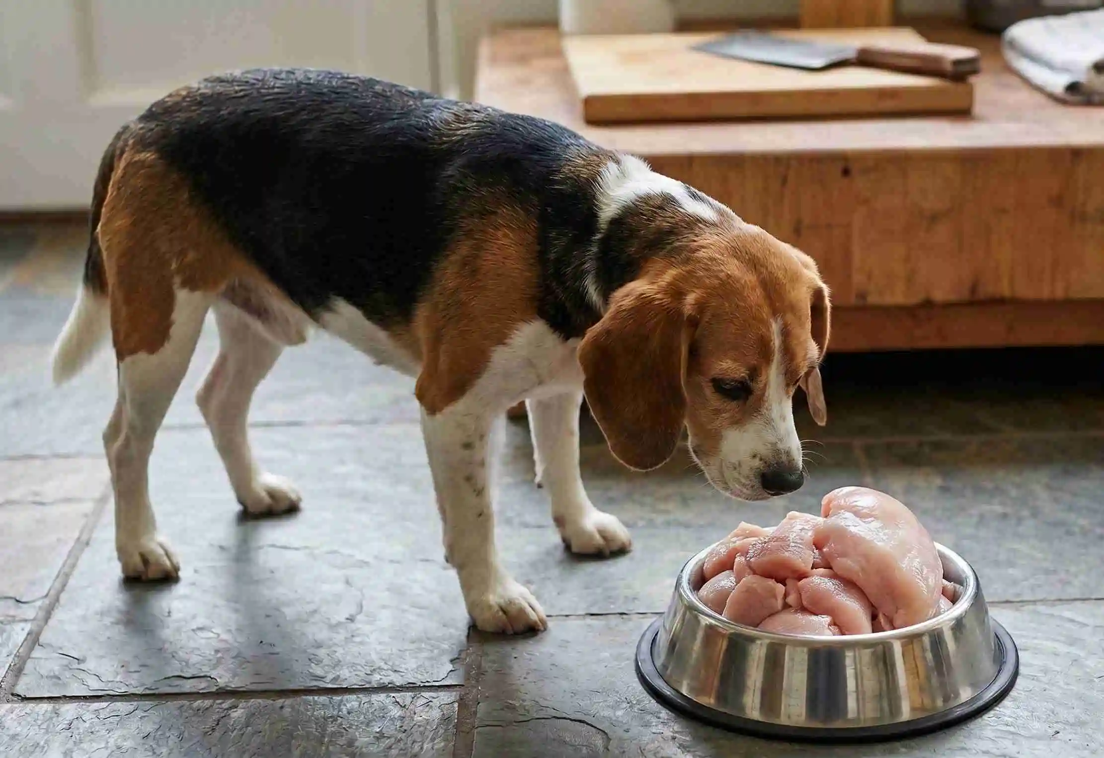 can dogs eat raw chicken