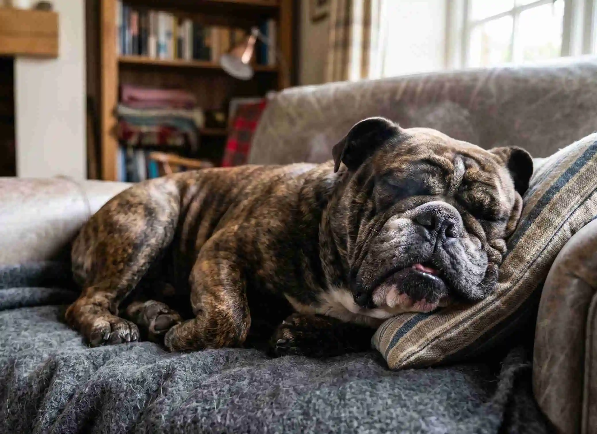 dog snoring