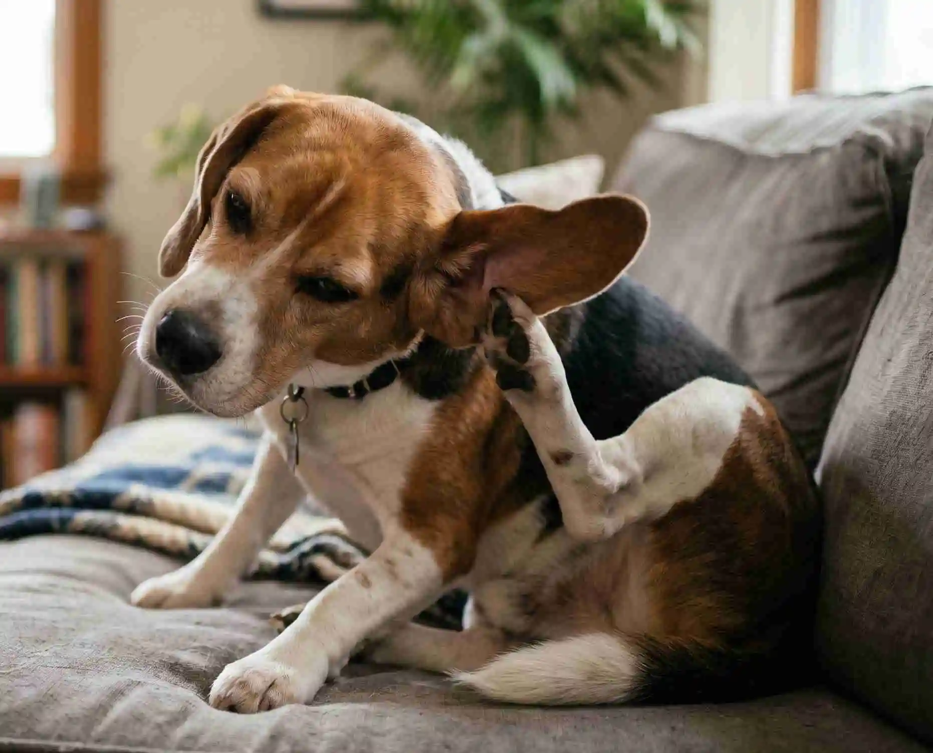 dogs ear scratching