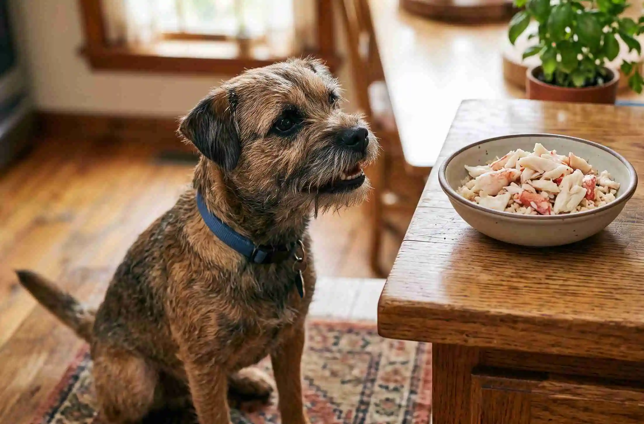 Can Dogs Eat Crab