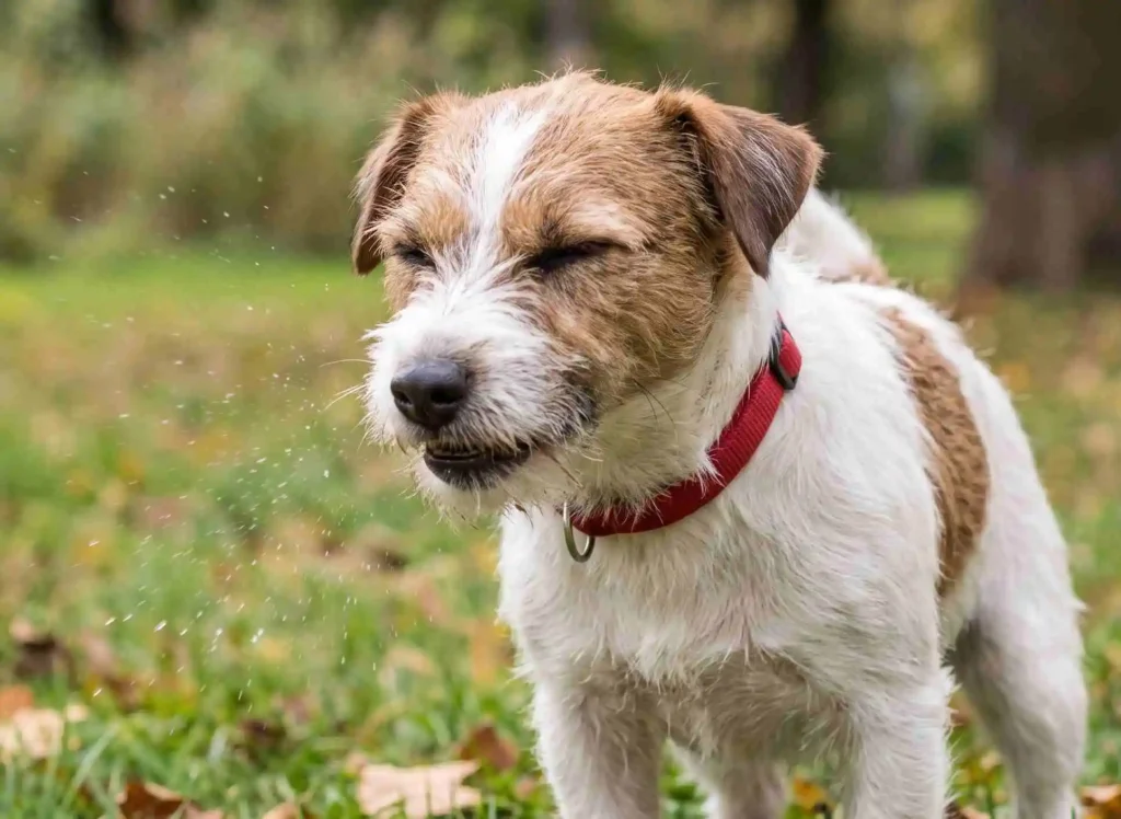 Dog Sneezing a Lot
