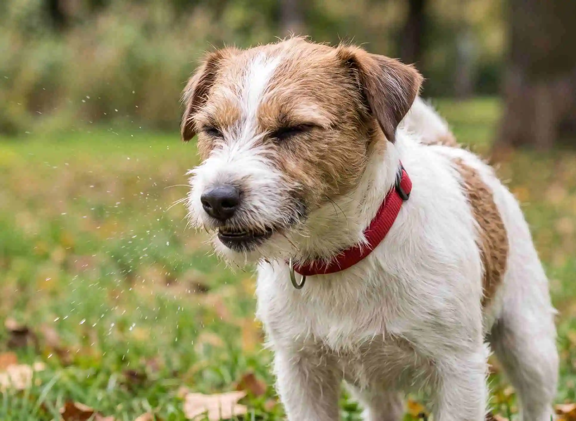 Dog Sneezing a Lot