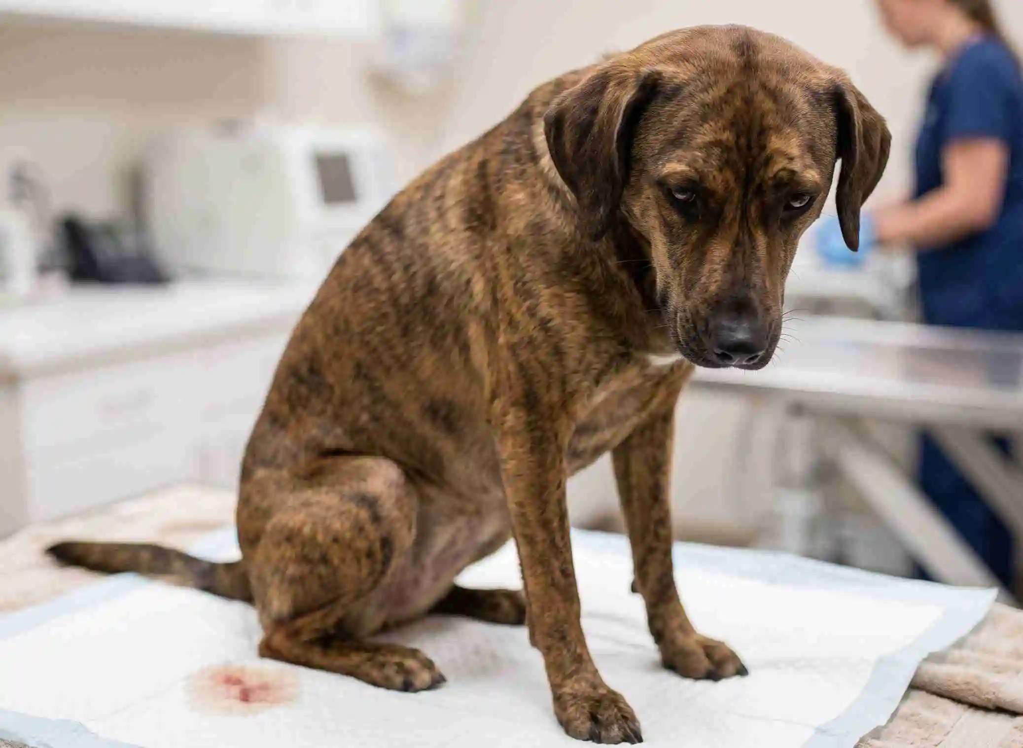dog peeing blood